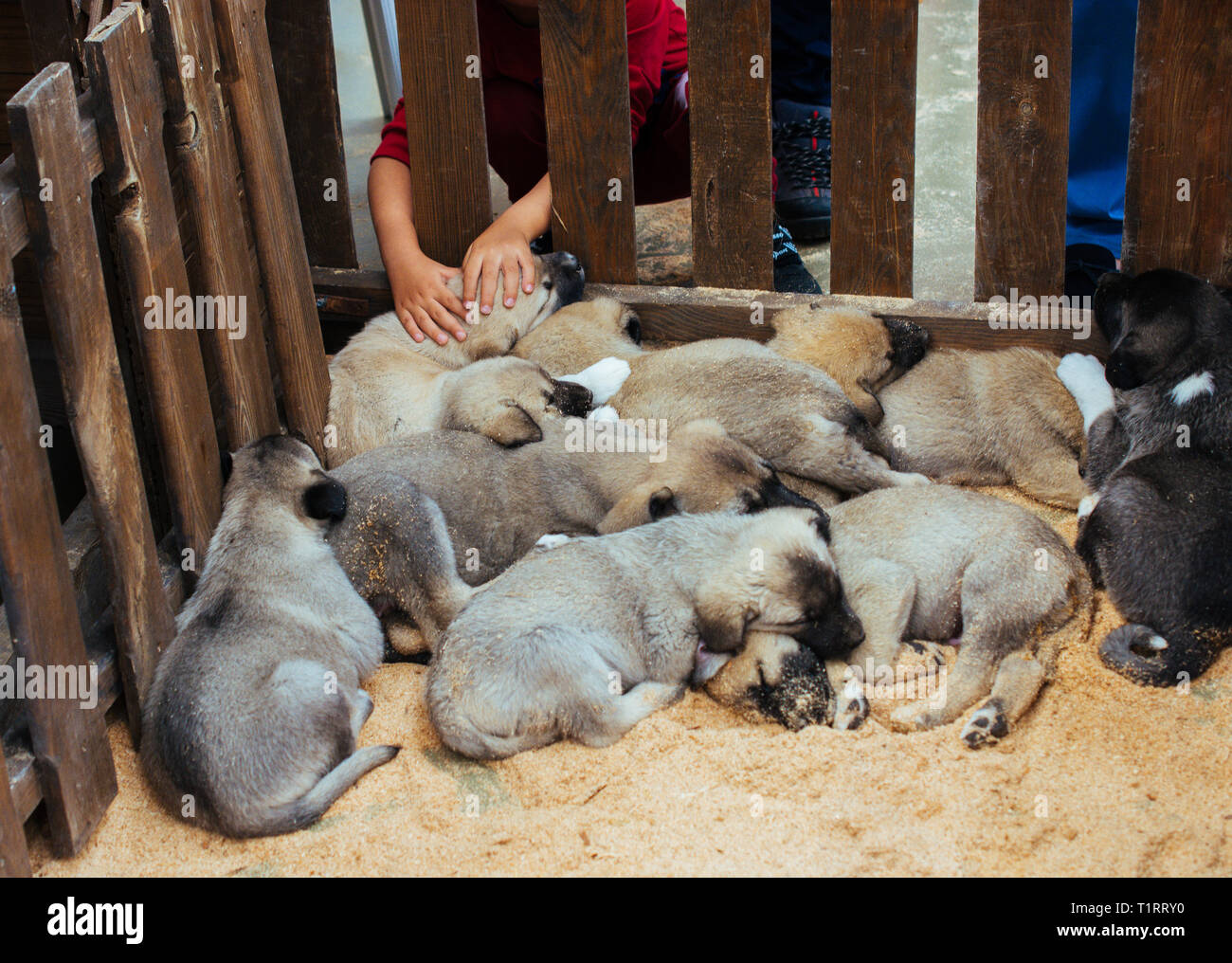 Bagno Turco Razza Cane Pastore Cuccioli Kangal Come Bestiame Cane Guardia Foto Stock Alamy