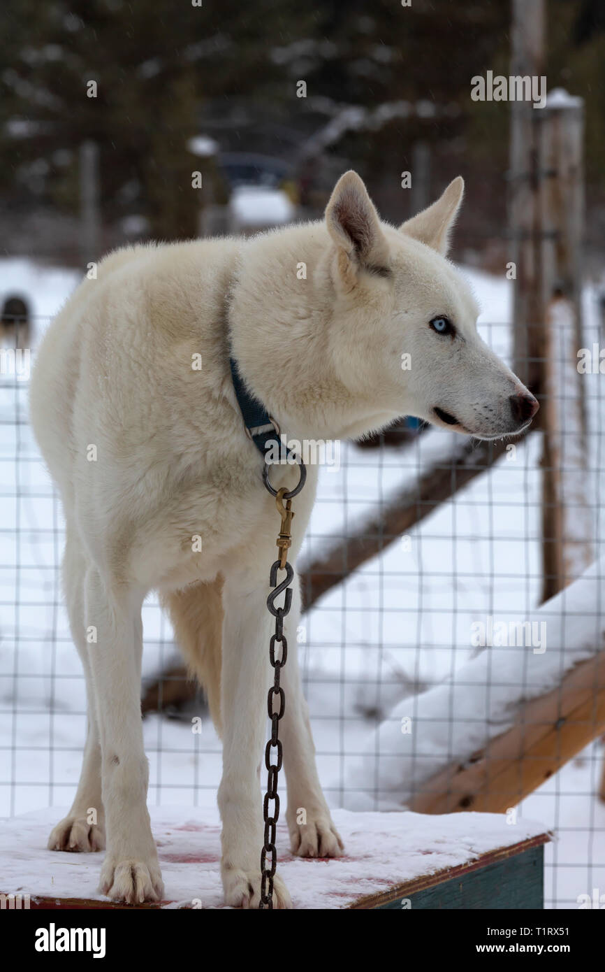 Alaskan Husky, una razza di cani sviluppato per velocità e resistenza per sled dog racing. Foto Stock