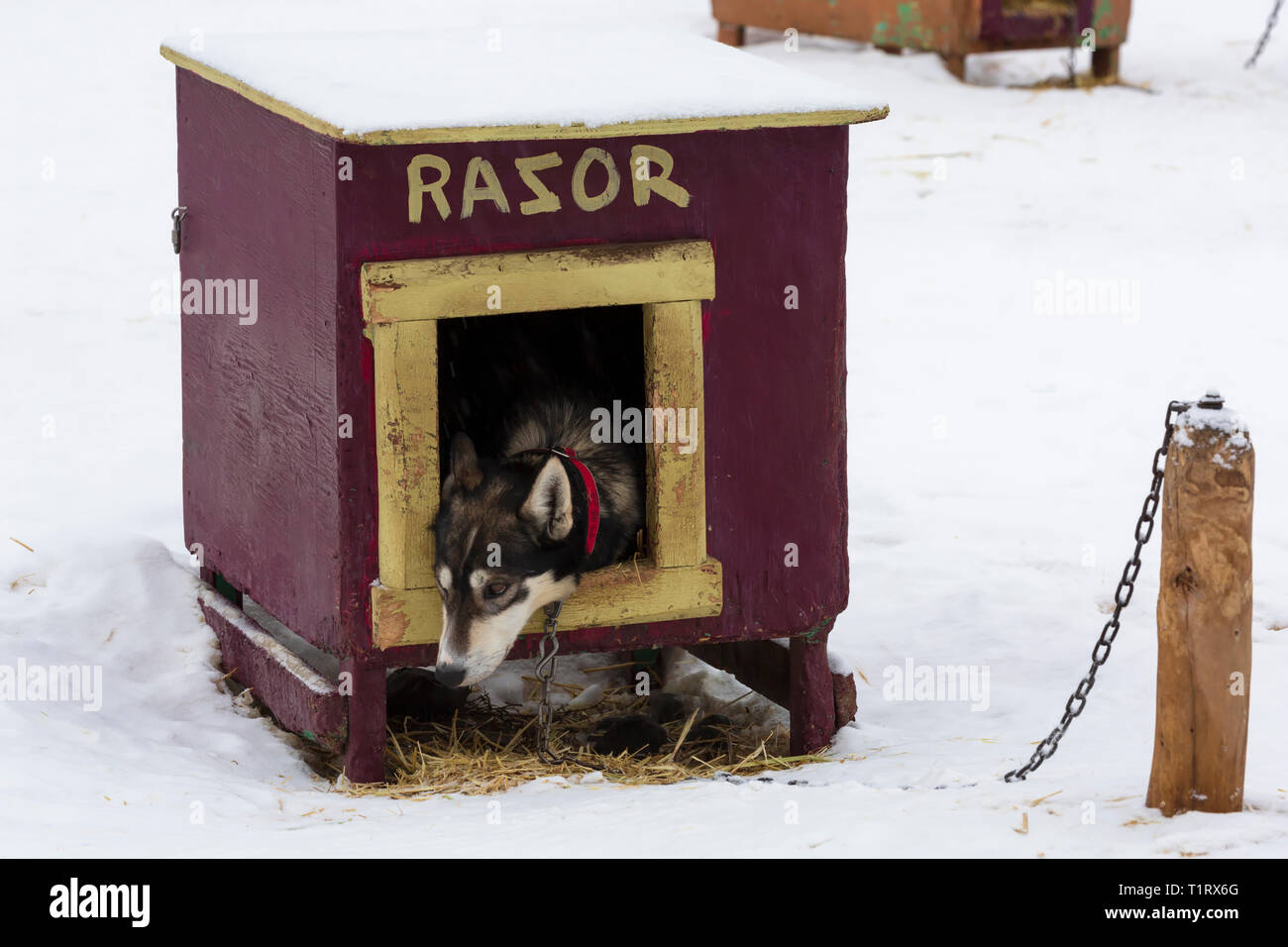 Alaskan Husky, una razza di cani sviluppato per velocità e resistenza per sled dog racing. Foto Stock