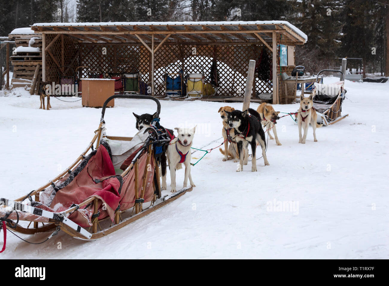 Lo sleddog vicino a Whitehorse, Yukon, Canada. Un team di cani è sfruttato e pronto a prendere il sentiero. Foto Stock