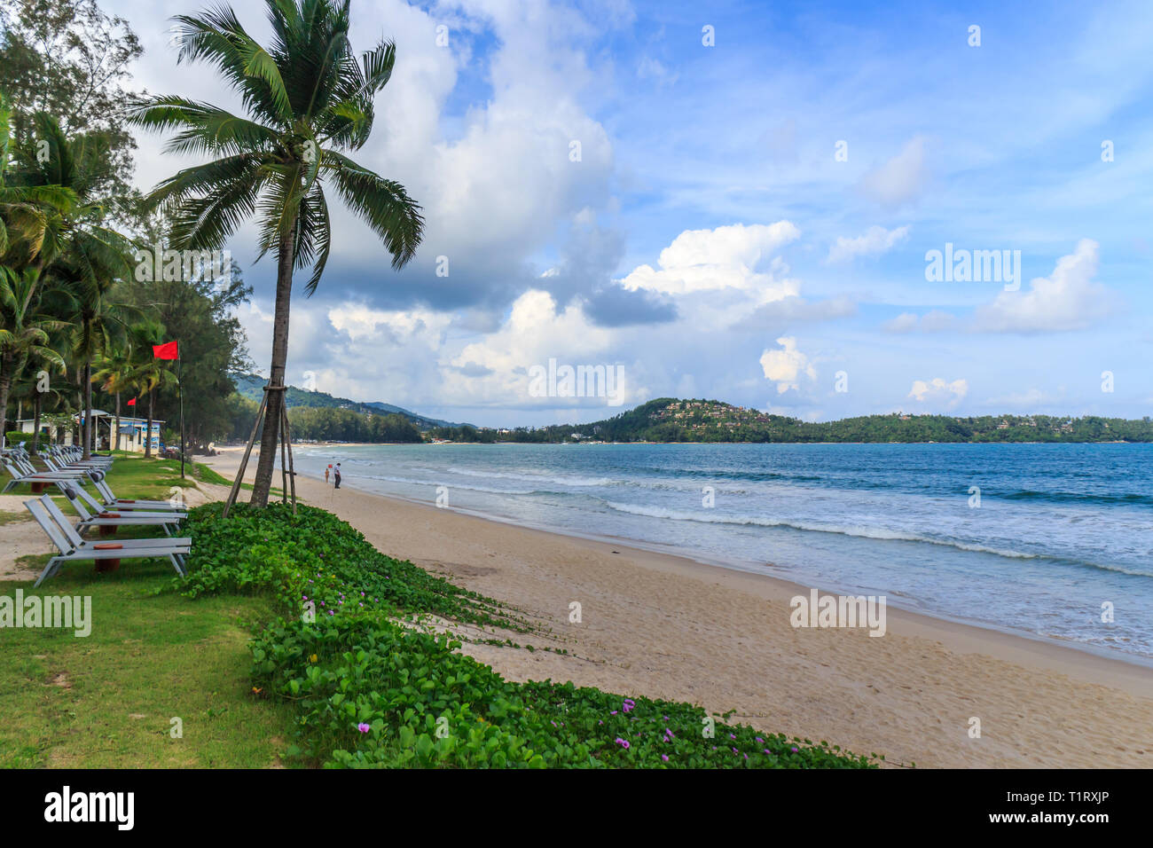 Palm tree su Bang Tao Beach, Phuket, Tailandia Foto Stock