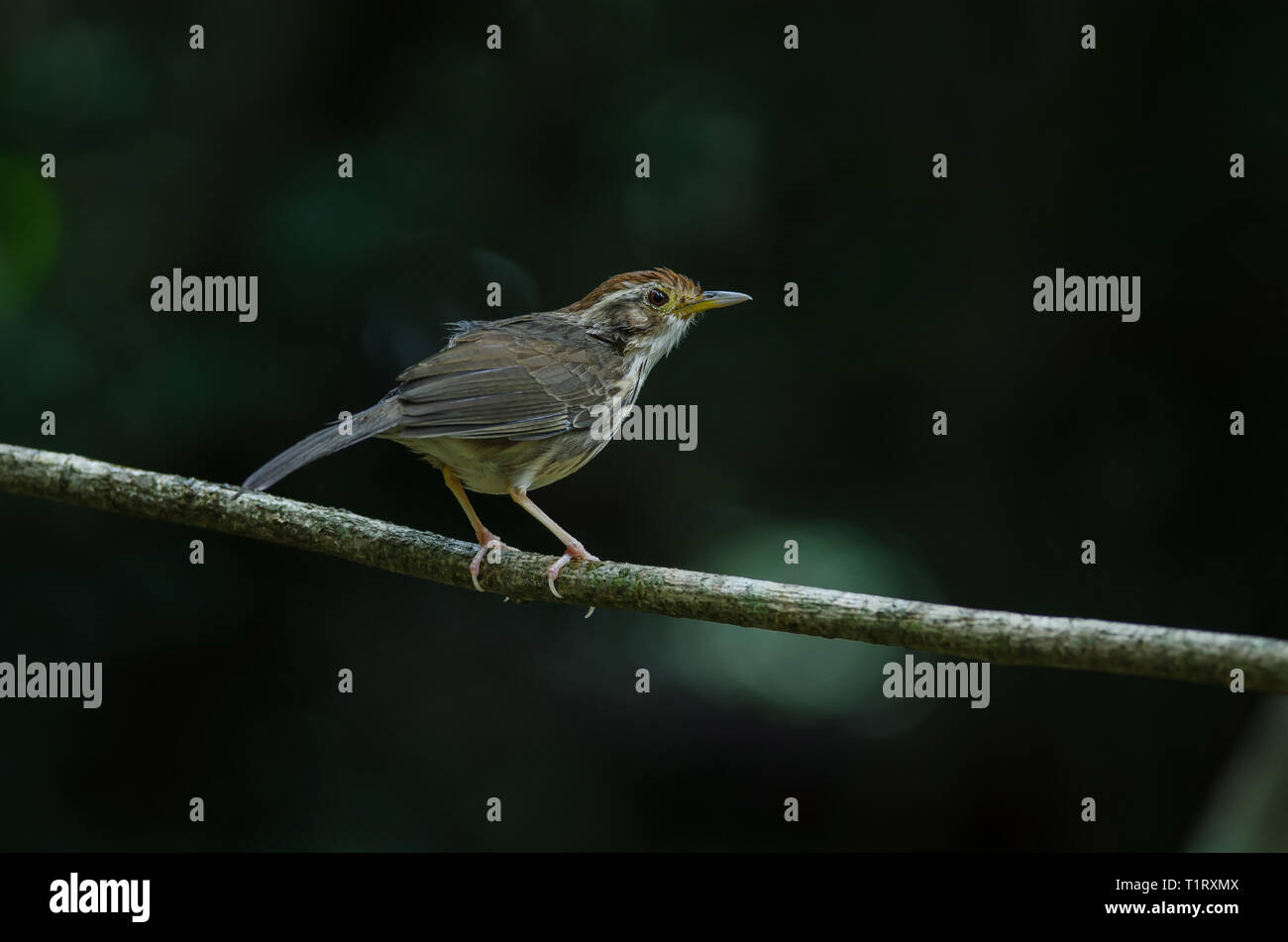 Puff-throated Babbler nella foresta tropicale (Pellorneum ruficeps) Foto Stock