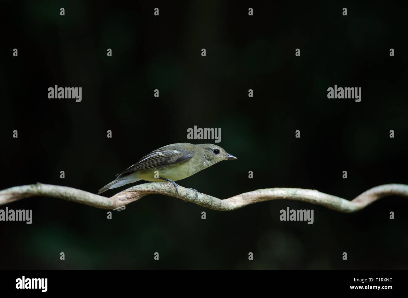 Giallo-rumped flycatcher (Ficedula zanthopygia) nella natura della Thailandia Foto Stock