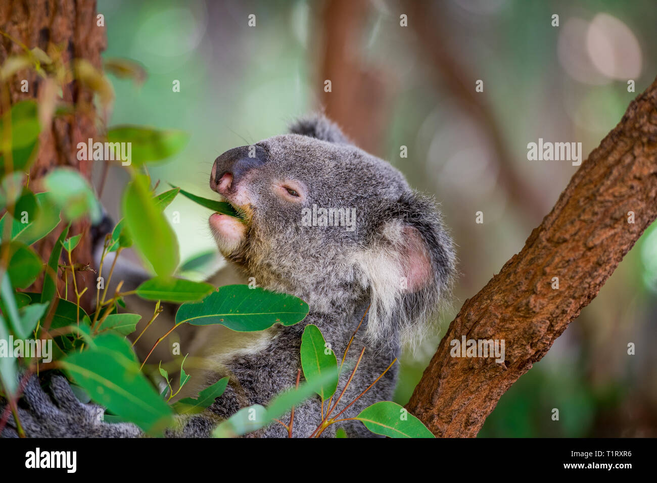 Close up di un koala da mangiare le foglie di gomma, mentre seduto in una struttura ad albero. Queensland, Australia Foto Stock
