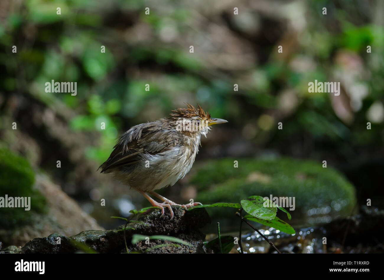 Puff-throated Babbler nella foresta tropicale (Pellorneum ruficeps) Foto Stock