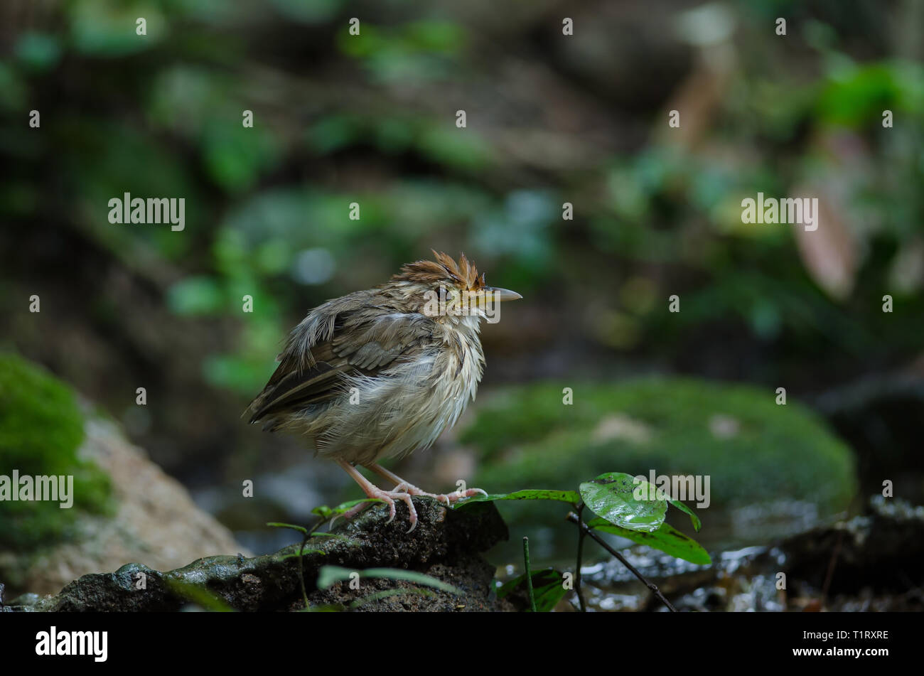 Puff-throated Babbler nella foresta tropicale (Pellorneum ruficeps) Foto Stock