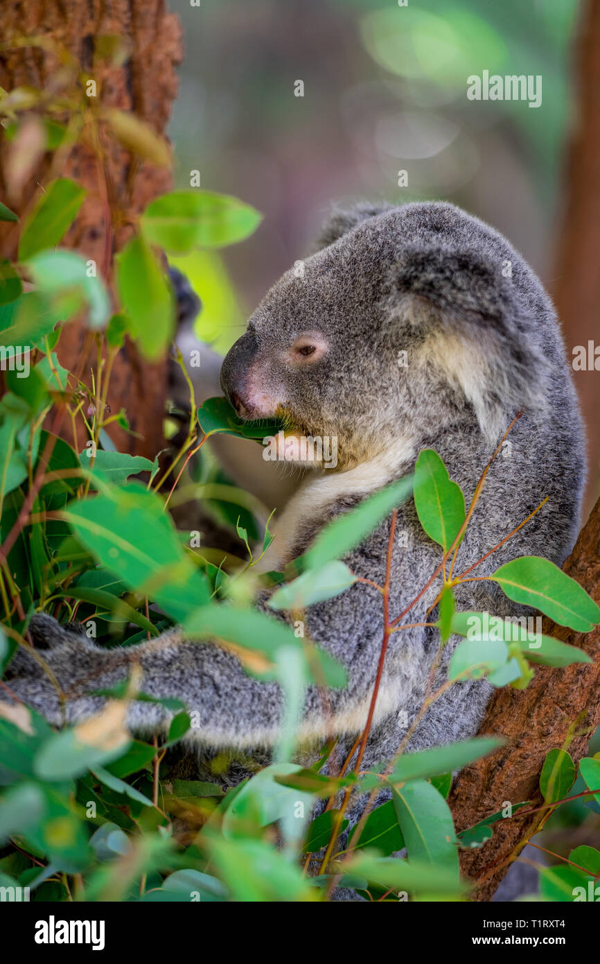 Close up di un koala da mangiare le foglie di gomma, mentre seduto in una struttura ad albero. Queensland, Australia Foto Stock