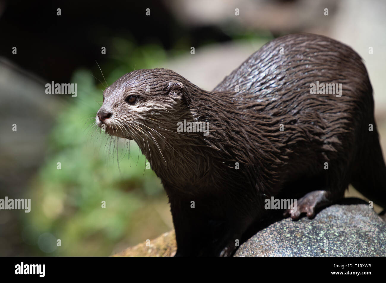 Un simpatico e curioso di lontra si arrampica sulle rocce al sole. Foto Stock