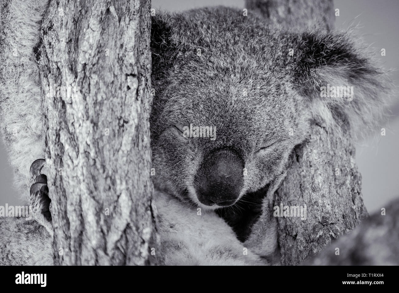 Foto in bianco e nero di un sonno Koala. Foto Stock