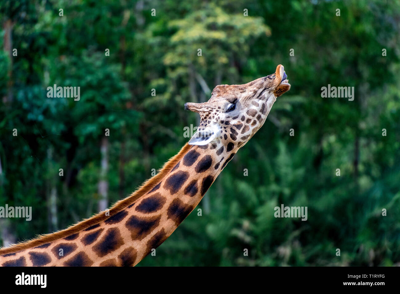La Rothschild la giraffa facendo una faccia buffa Foto Stock