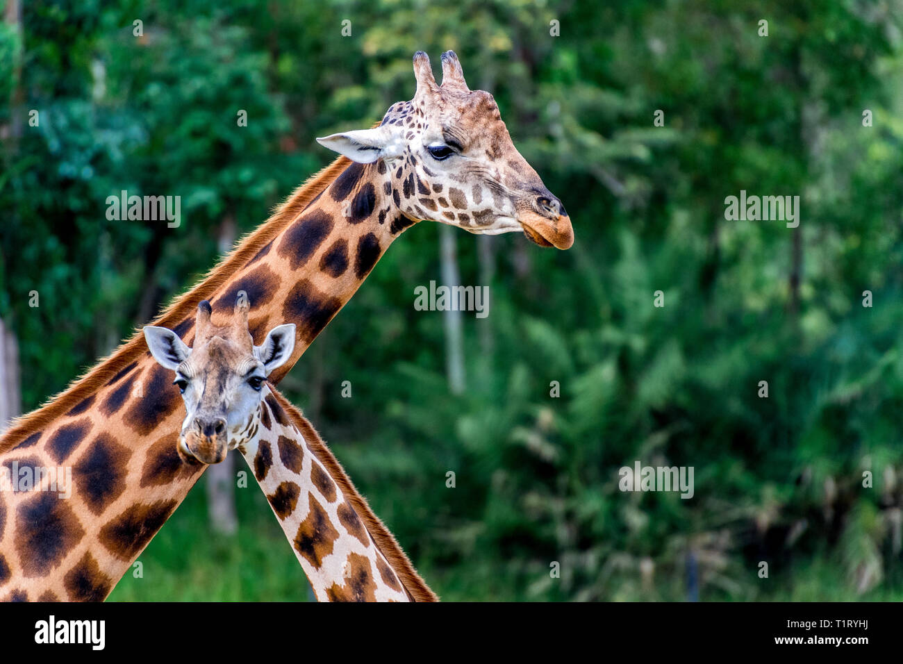 La giraffa (giraffa) è un genere di African anche-toed mammiferi ungulati, il più alto vivono animali terrestri e il più grande dei ruminanti. Foto Stock