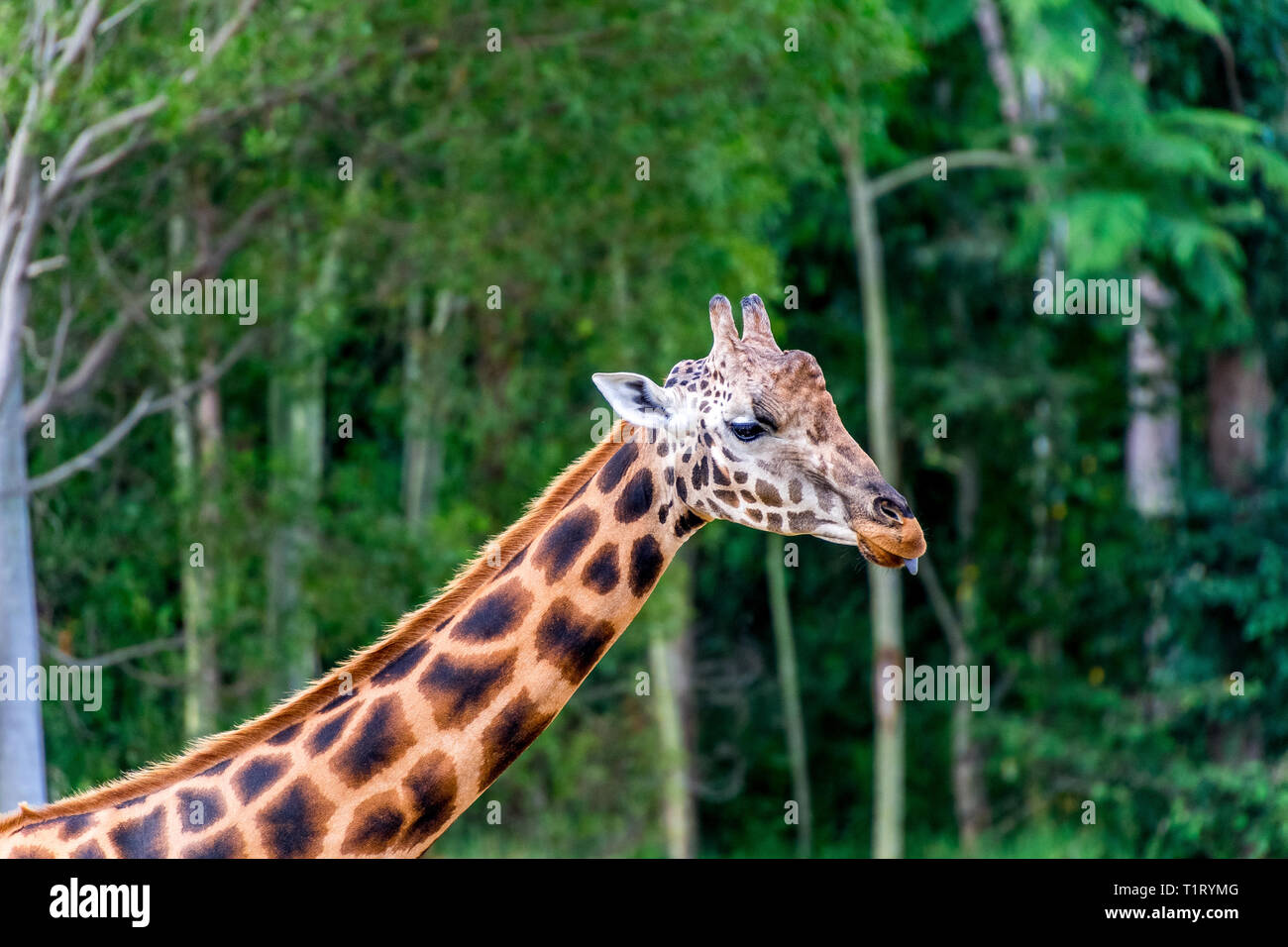 La giraffa (giraffa) è un genere di African anche-toed mammiferi ungulati, il più alto vivono animali terrestri e il più grande dei ruminanti. Foto Stock