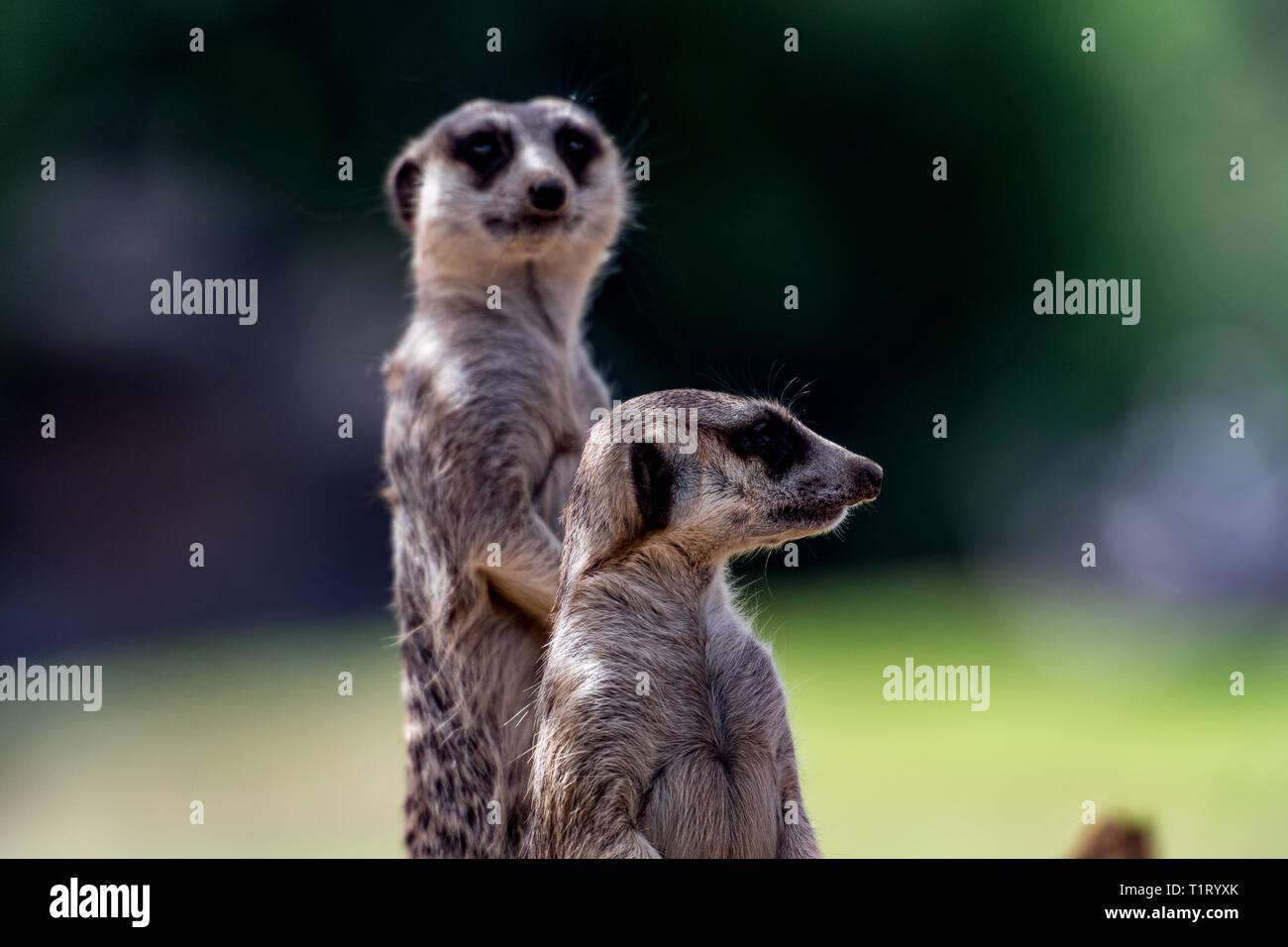 Due meerkats guardia di sentinella proteggendo il loro clan. Foto Stock