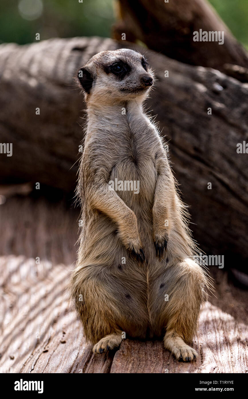 Un meerkat sta di guardia di sentinella proteggendo il loro clan. Foto Stock