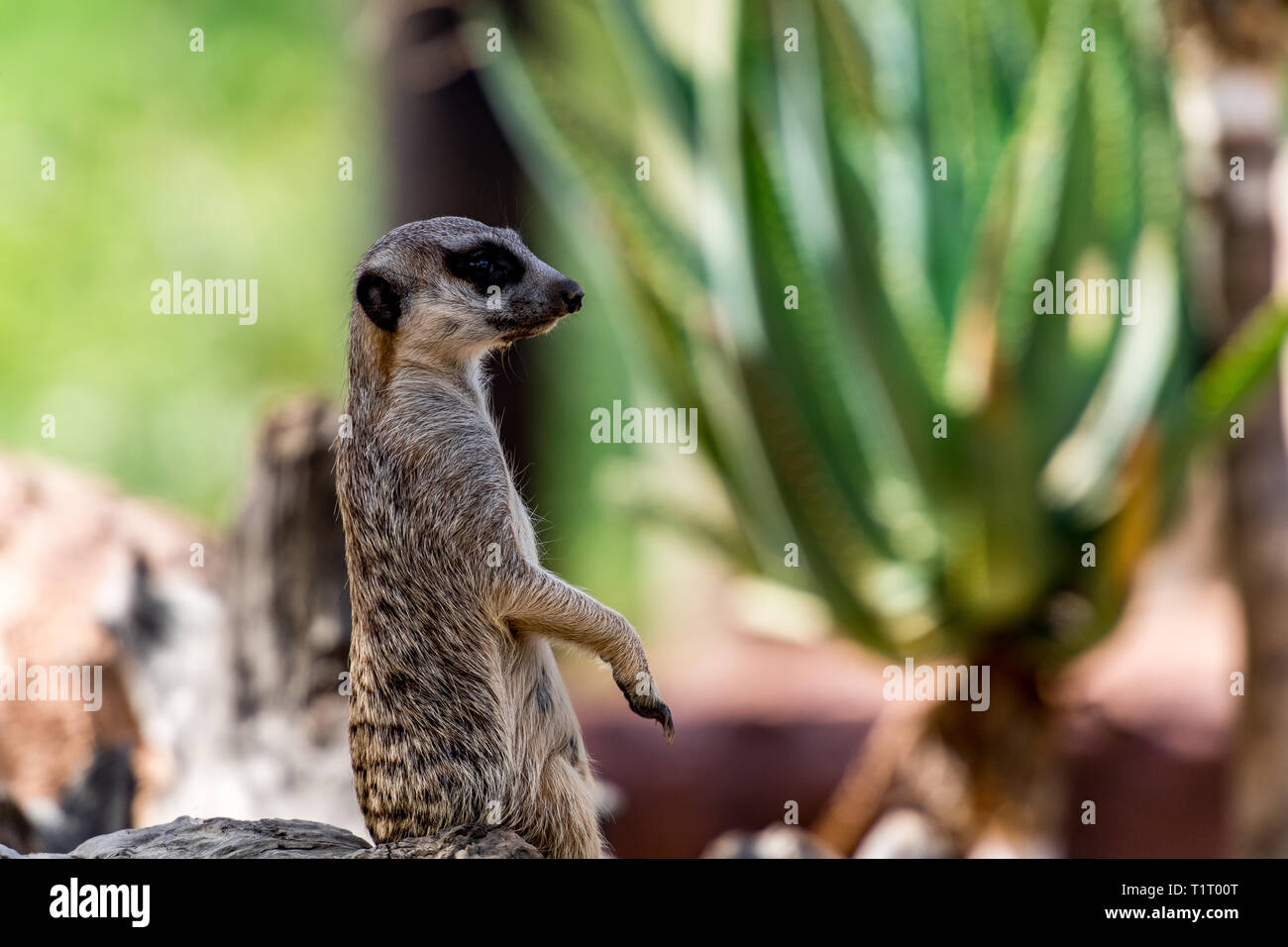 Un meerkat sta di guardia di sentinella proteggendo il loro clan. Foto Stock