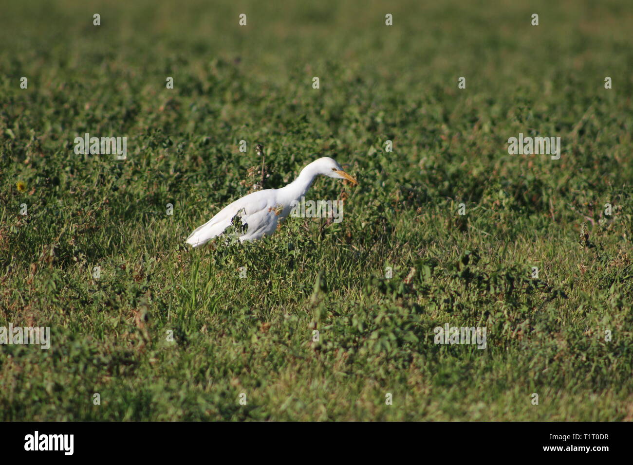 Bubulcus ibis Foto Stock