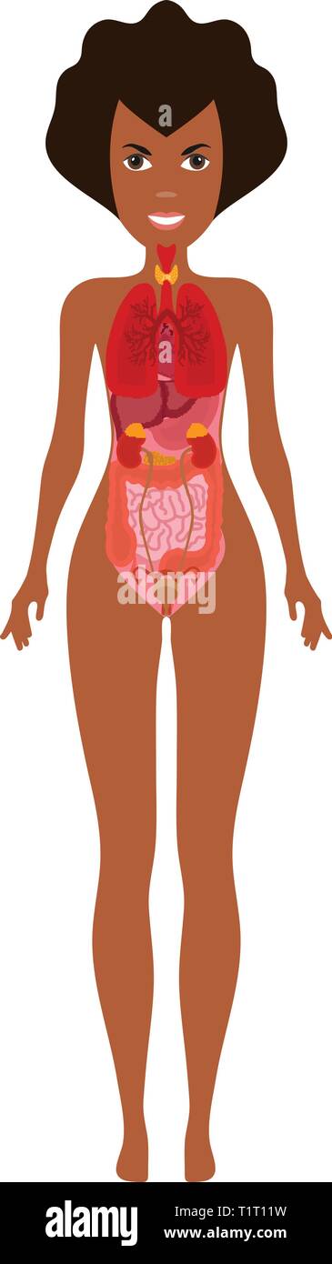 Medical poster raffiguranti anatomia umana degli organi interni su sfondo bianco piatta illustrazione vettoriale Illustrazione Vettoriale