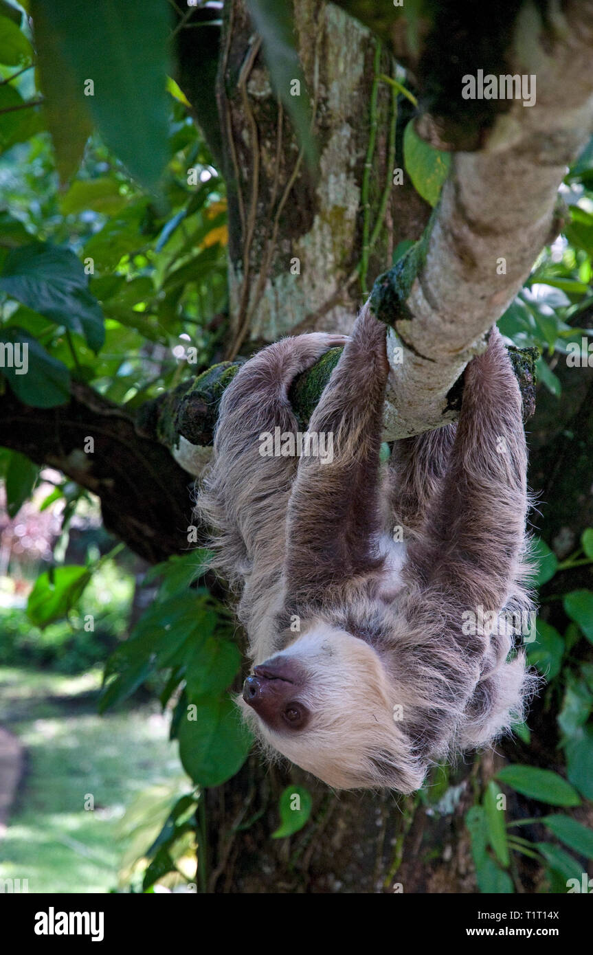 Marrone-throated Sloth (Bradypus variegatus), su un albero, Siquirres, Costa Rica Foto Stock