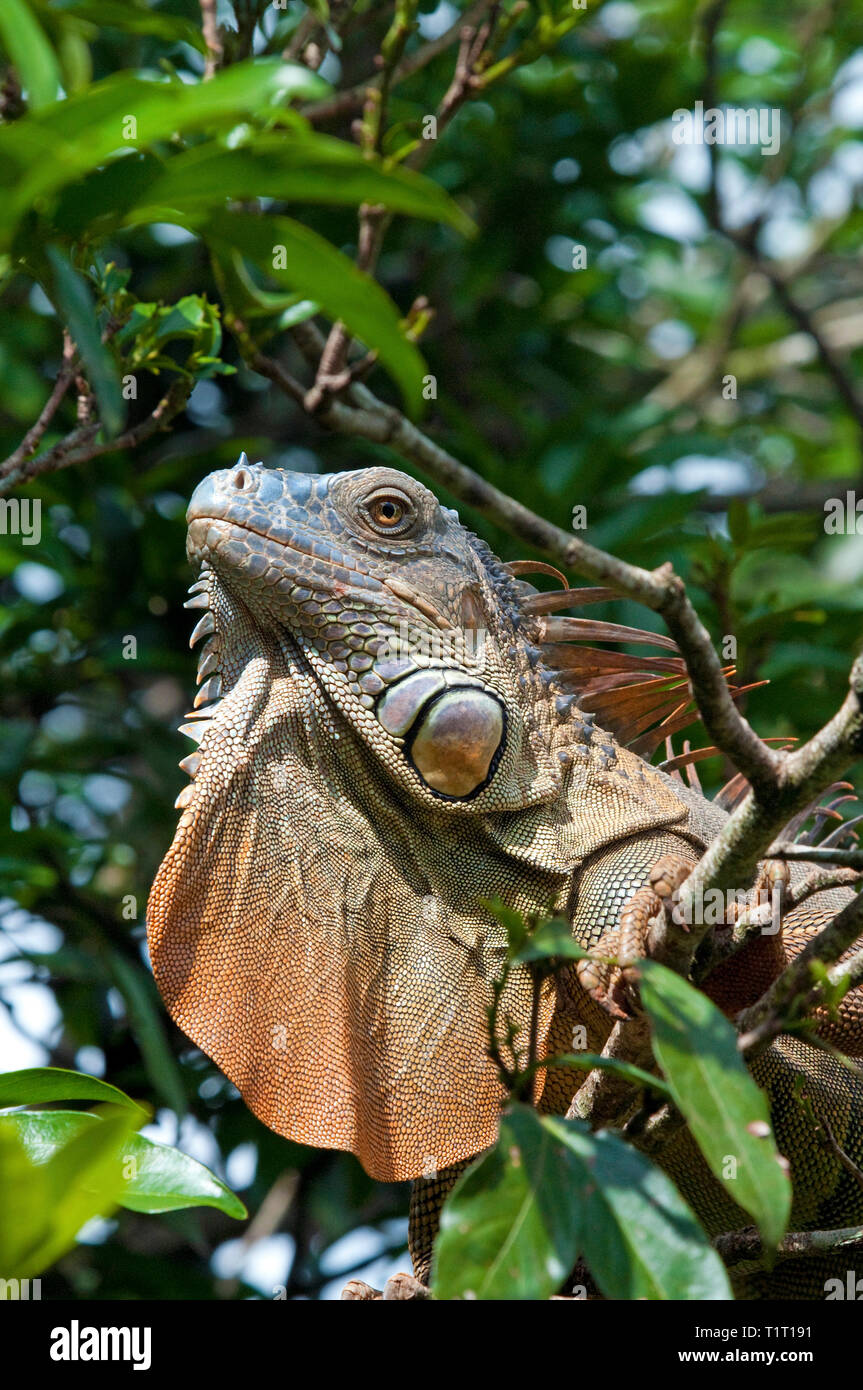 Grüner Leguan (Iguana iguana), auf einem Ast, Costa Rica | Verde (Iguana Iguana iguana), su un ramo, Costa Rica Foto Stock