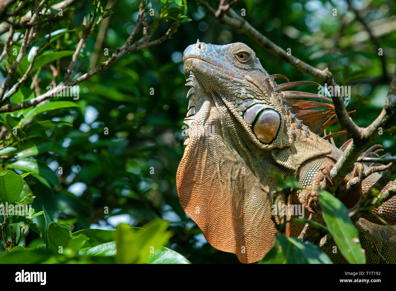 Grüner Leguan (Iguana iguana), auf einem Ast, Costa Rica | Verde (Iguana Iguana iguana), su un ramo, Costa Rica Foto Stock