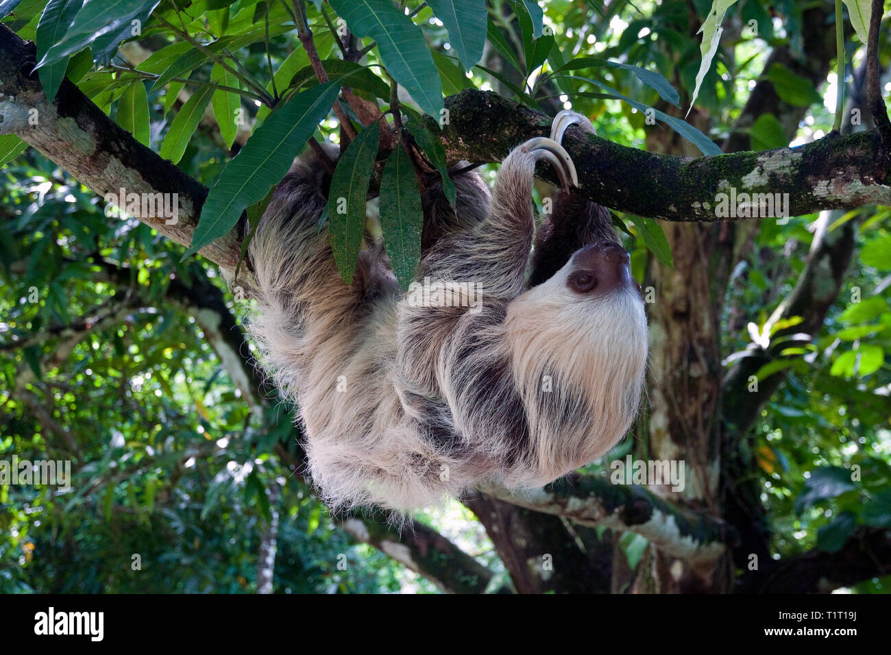 Marrone-throated Sloth (Bradypus variegatus), su un albero, Siquirres, Costa Rica Foto Stock