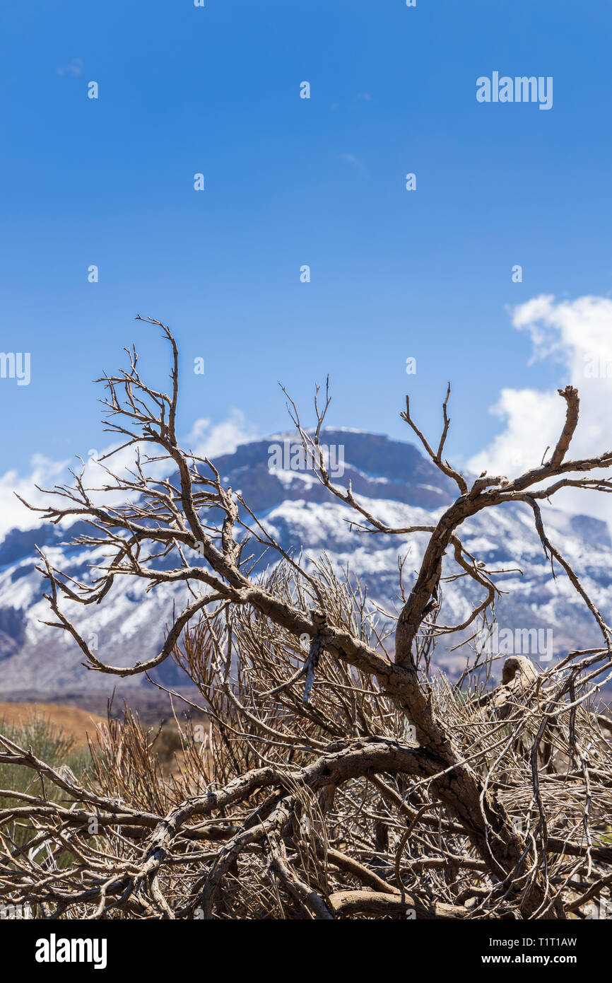 Albero morto nella parte anteriore di Guajara montagna in Las Canadas del Teide national park, Tenerife, Isole Canarie, Spagna Foto Stock