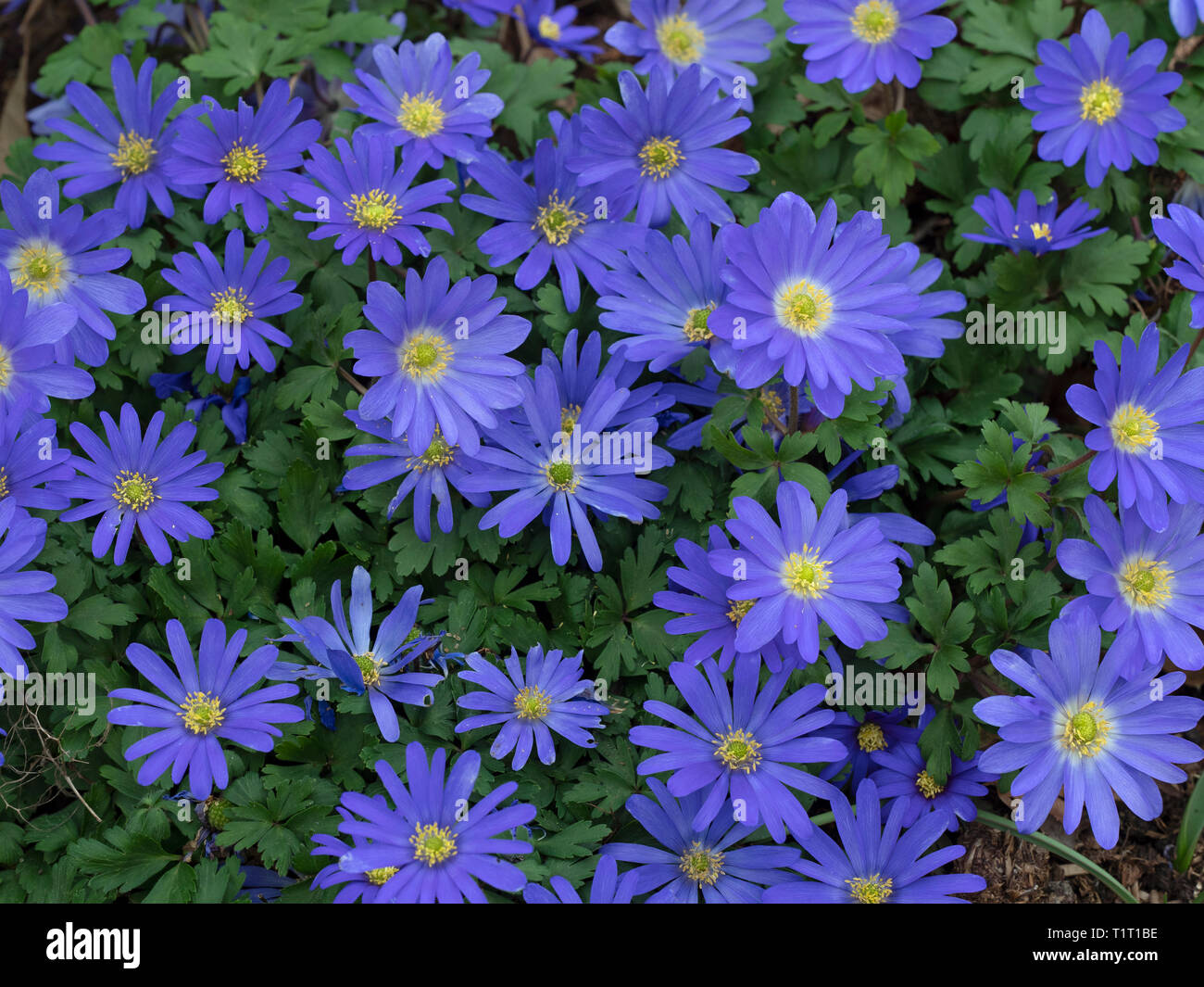 Anemone blanda nel sole primaverile Foto Stock