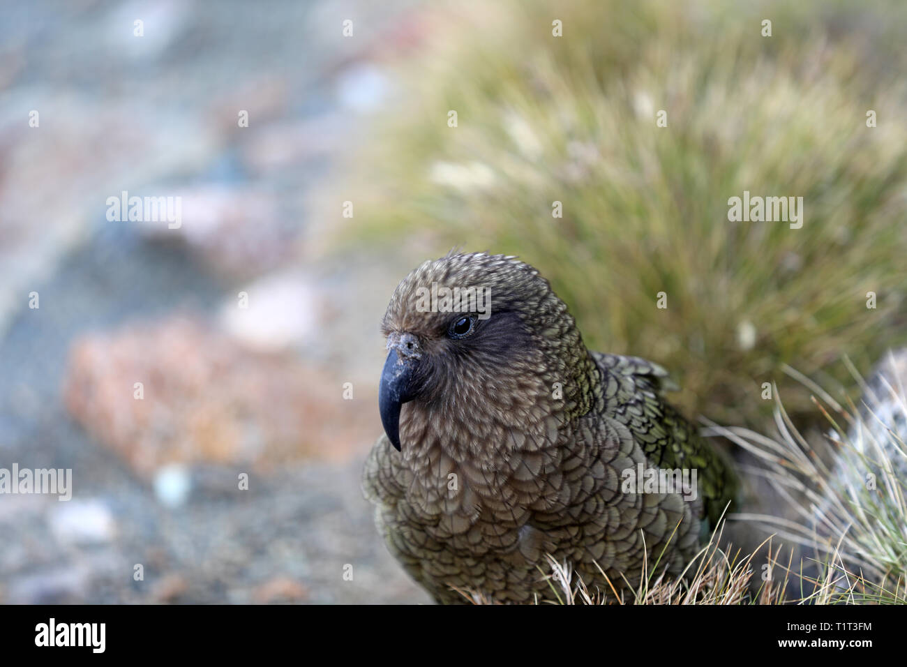 Wild Kea Parrot nelle montagne della Nuova Zelanda Foto Stock