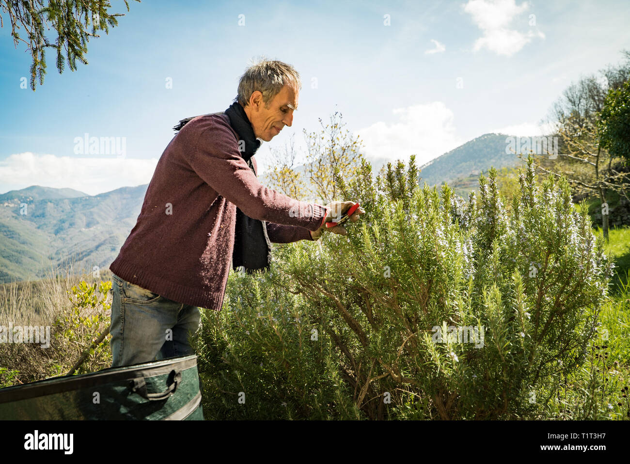 La raccolta di rosmarino per la produzione di essenze di profumo nelle Alpi.L'Italiano uomo taglia il rosmarino nel nord Italia, con giardino forbici. Foto Stock