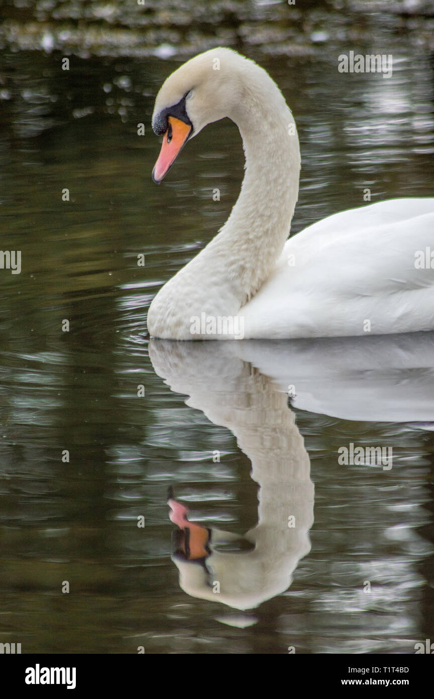 Swan guardando a sé nella riflessione Foto Stock