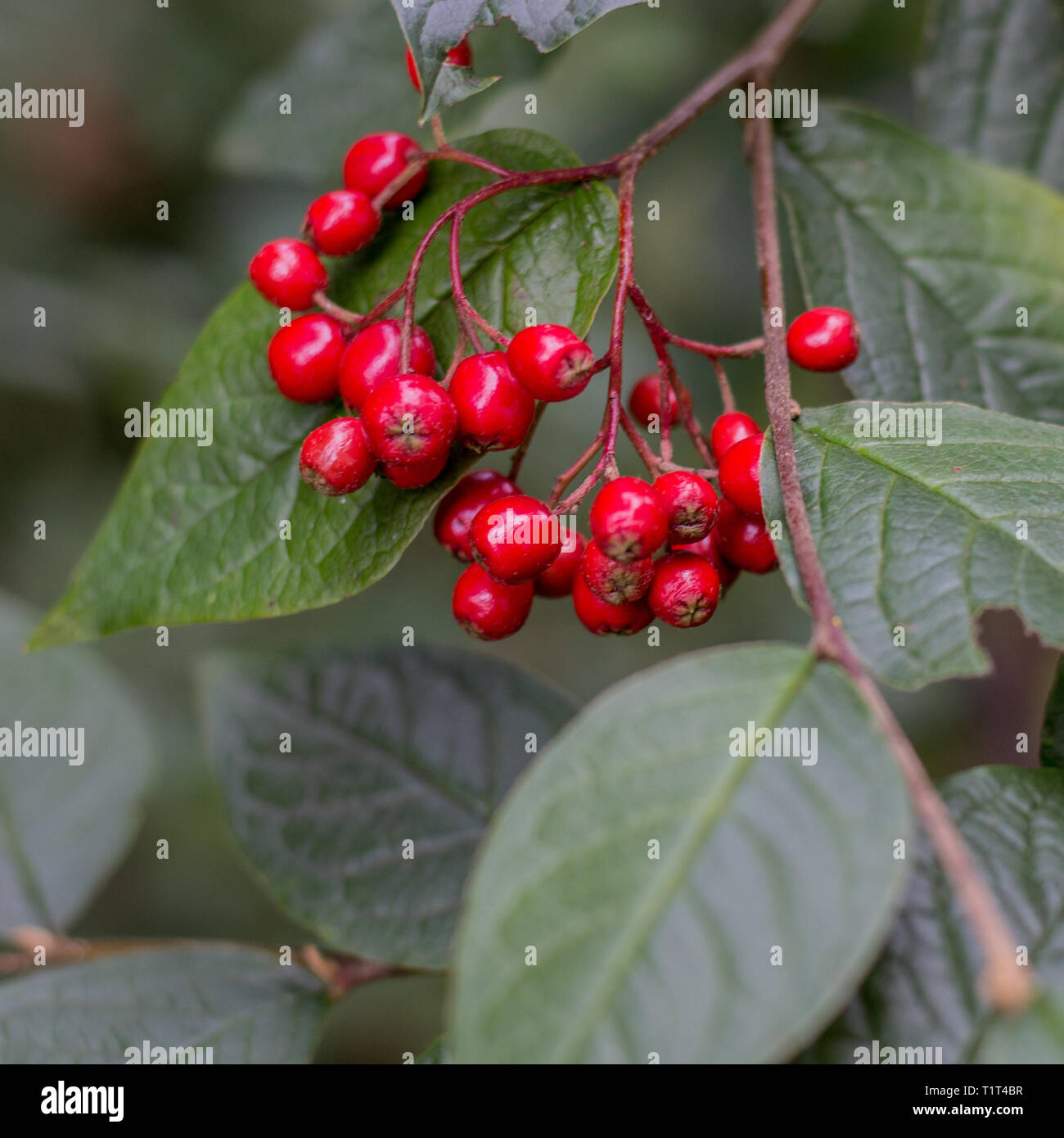 Il giardino segreto mostra dei suoi tesori Foto Stock