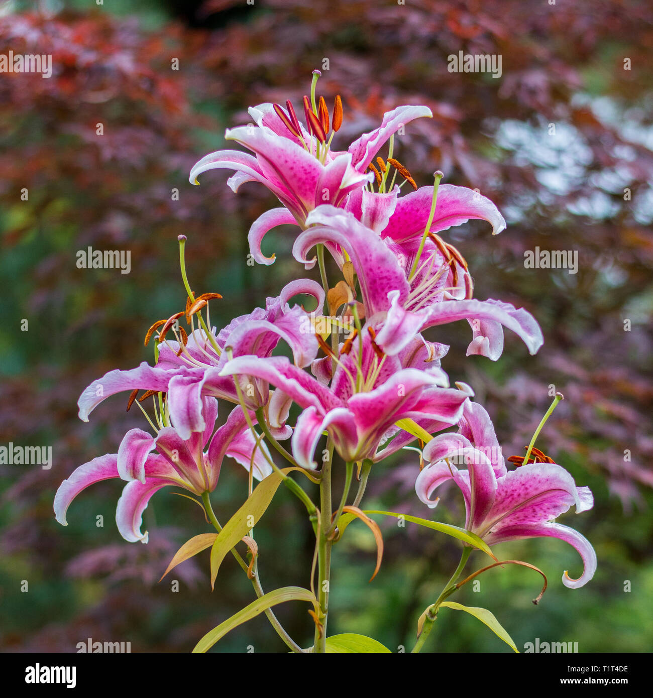 Il giardino segreto mostra dei suoi tesori Foto Stock