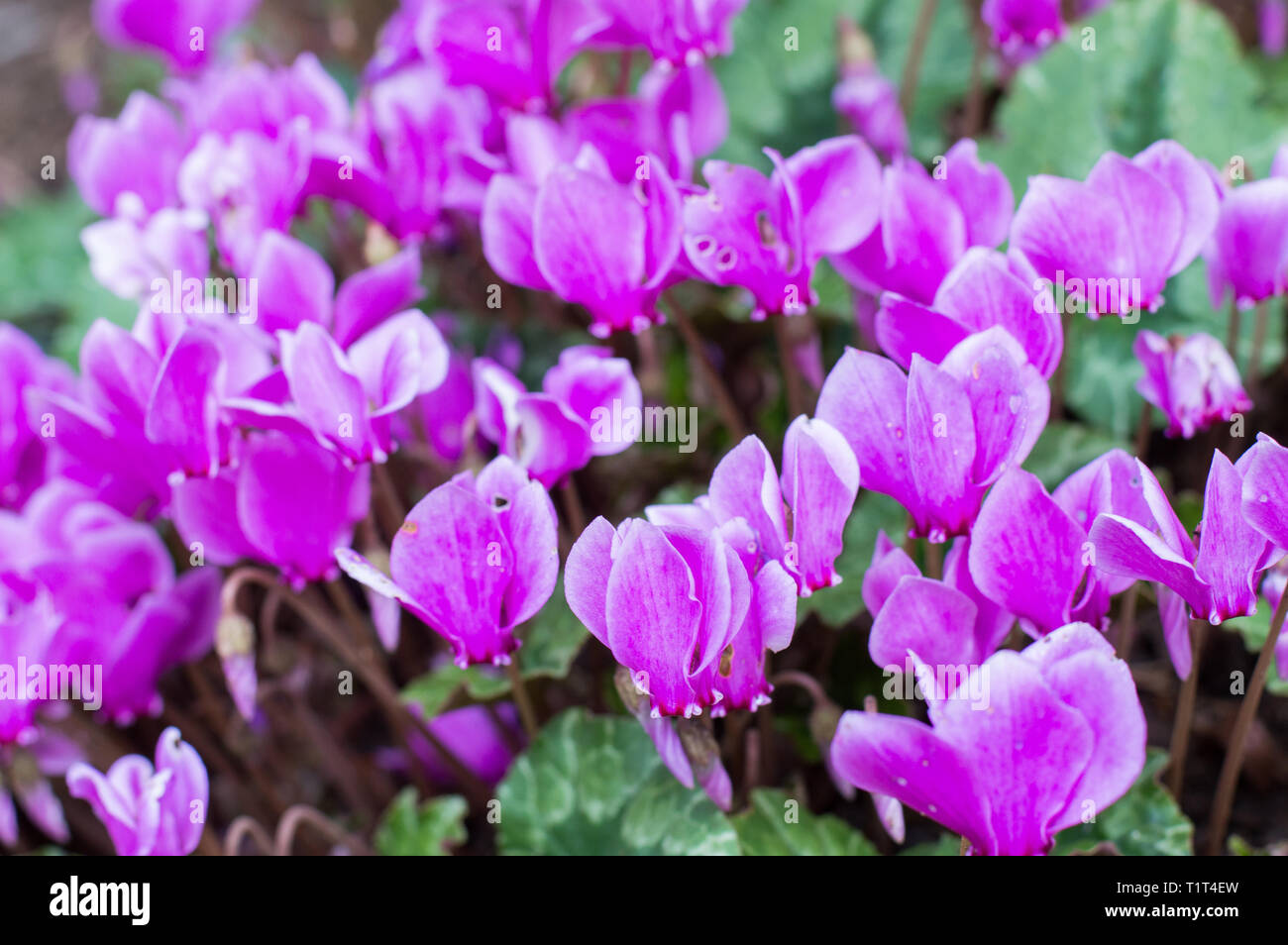 Il giardino segreto mostra dei suoi tesori Foto Stock