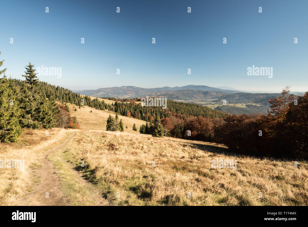 Hala Rycerzowa prato di montagna con il sentiero escursionistico e colorati di alberi e colline sullo sfondo in Beskid Zywiecki montagne in Polonia durante l'autunno Foto Stock