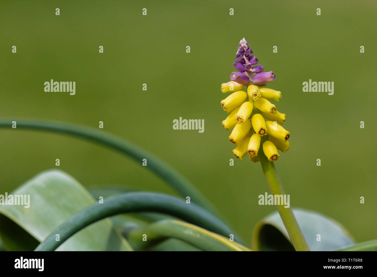 Uva giallo Giacinto, Muscari macrocarpum, nella coltivazione (origine Creta, Turchia). Famiglia Asparagaceae Foto Stock