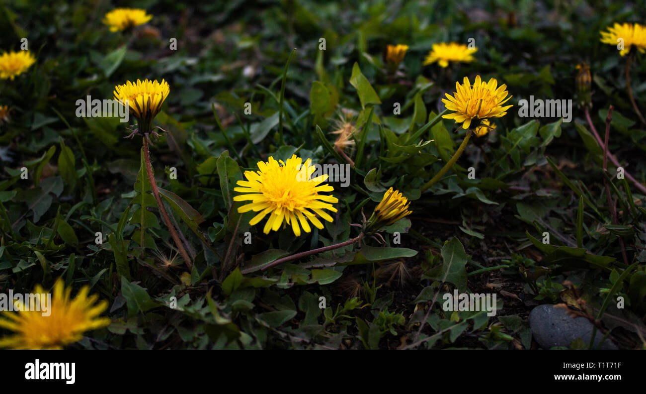 Fiore di dente di leone Foto Stock