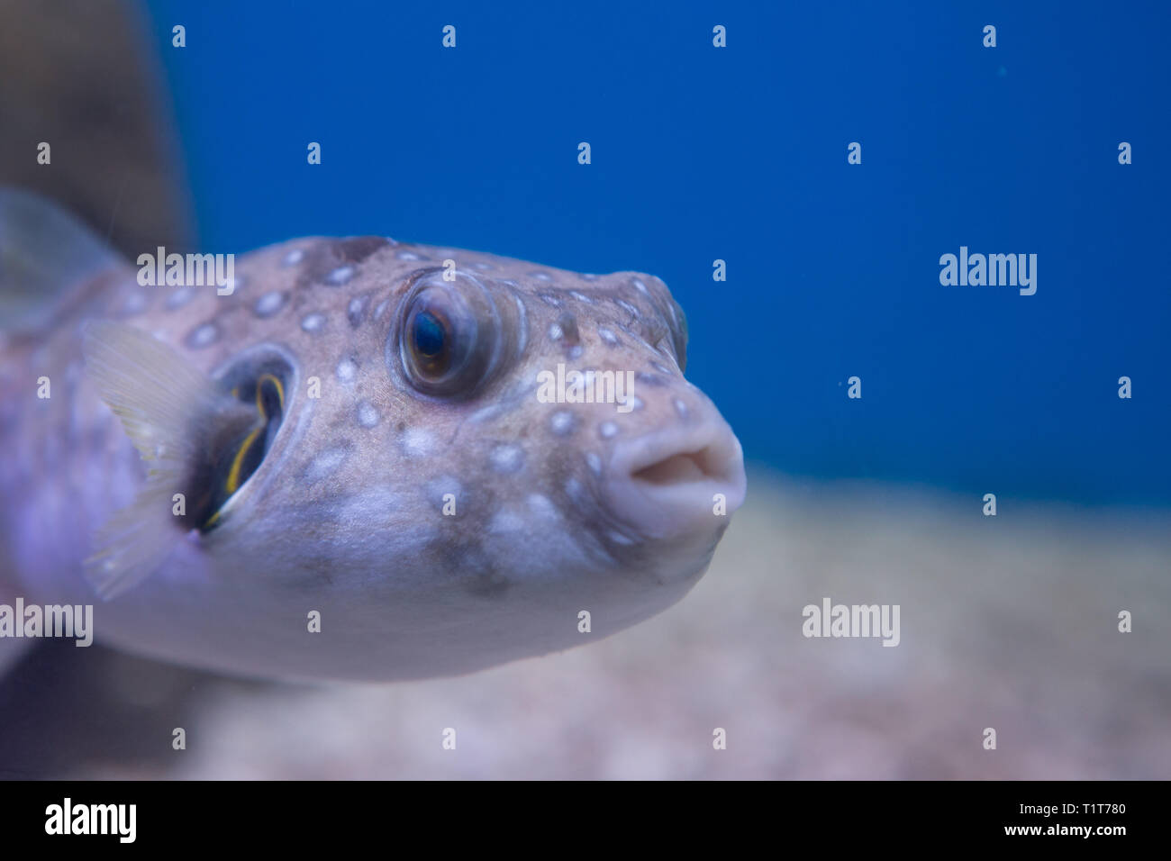 Brown puffer o puffer di colore marrone o marrone dog-pesce, o cane oculare-pesci Foto Stock