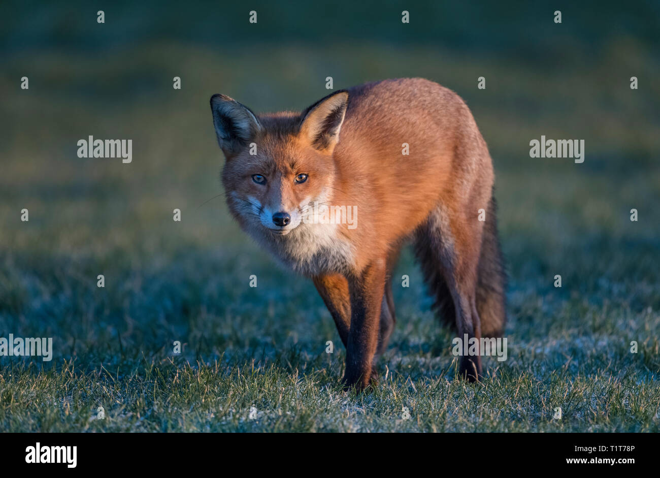 Alba sulla costa Nord Est nel Regno Unito con un europeo Red Fox ricerca per il suo primo pasto della giornata in un freddo gelido inverno mattina. Foto Stock