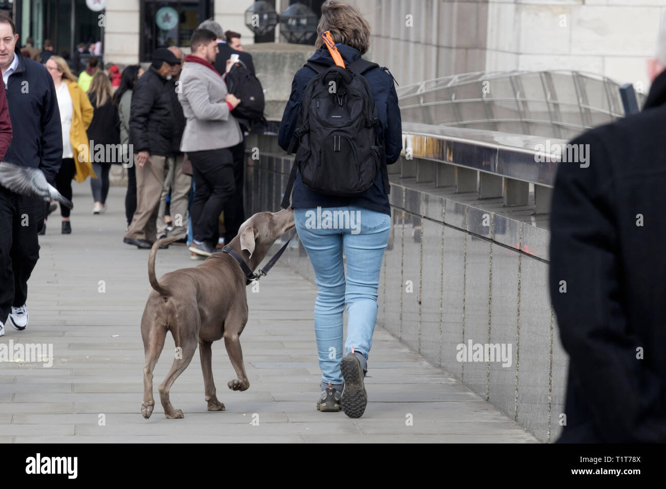 Donna che cammina Weimaraner cane attraverso il London Bridge, Regno Unito Foto Stock