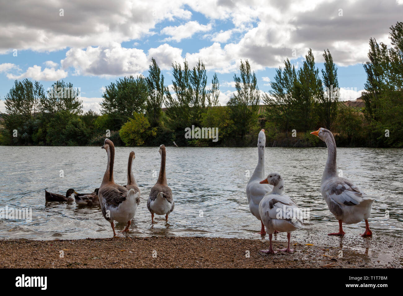 Ocas chinas gansos y en el río Ebro, La Rioja, Spagna Foto Stock