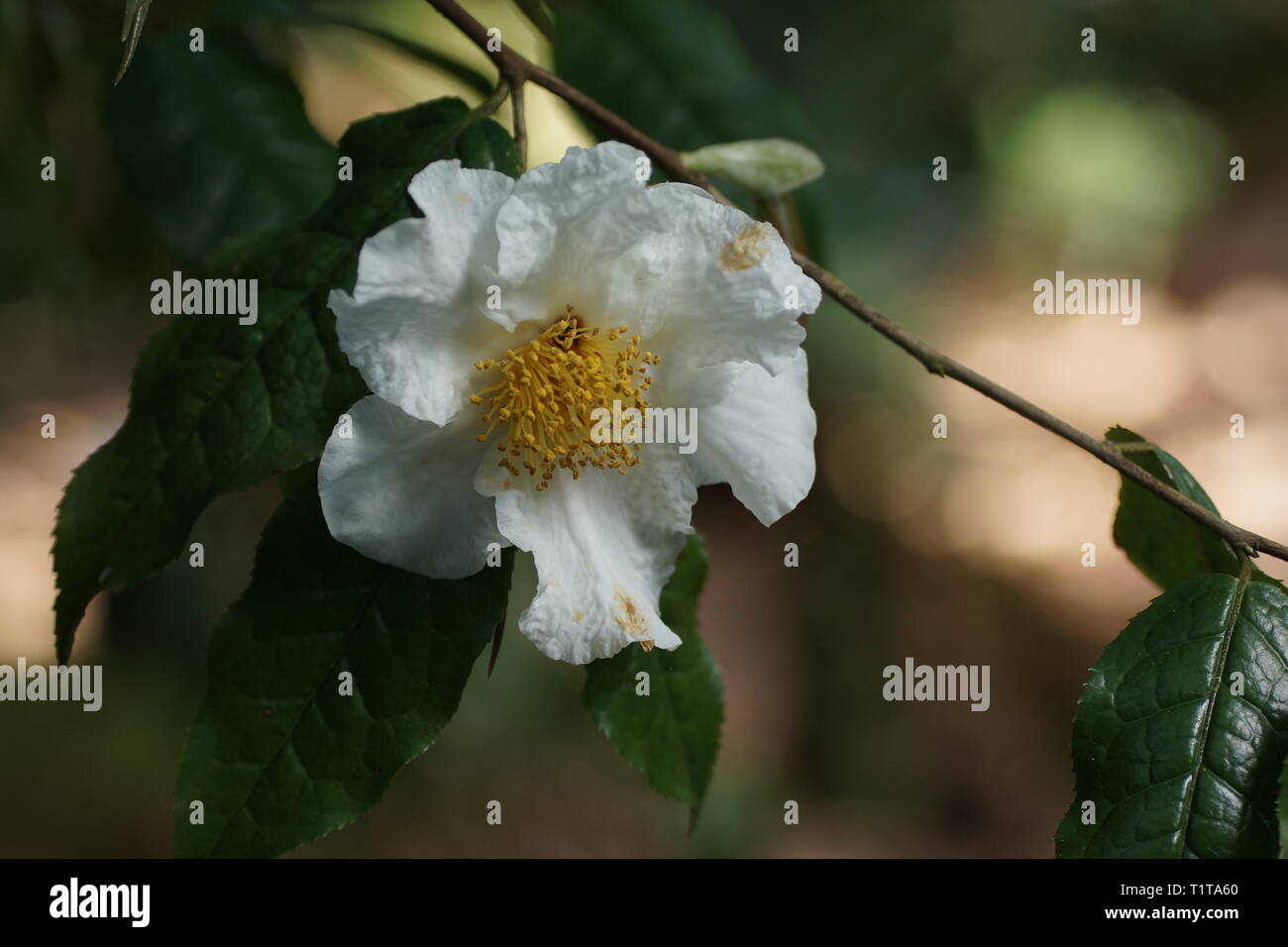 Camellia yunnanensis var. camellioides Foto Stock