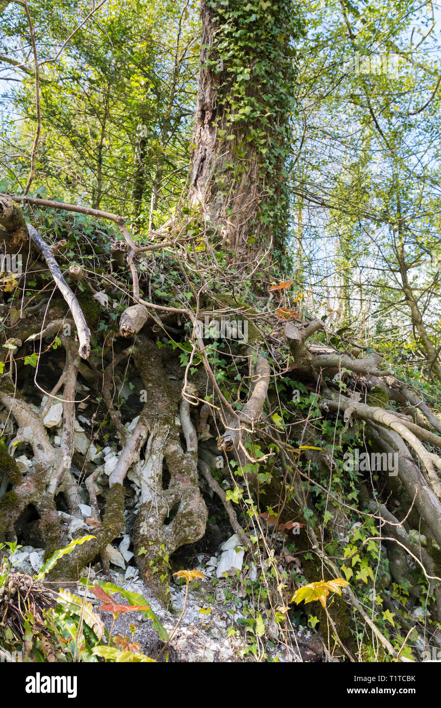 Dissotterrato radici di albero sotterraneo visibile dove la terra ha eroso. Foto Stock