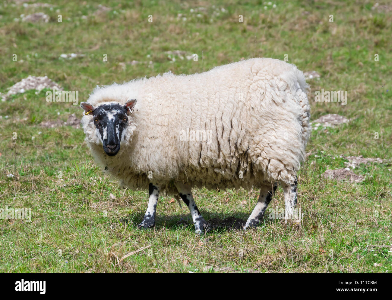Vista laterale di una lana di pecora bianco con una testa nera guardando la telecamera mentre si sta in piedi sul prato in un campo in primavera nel Regno Unito. Foto Stock