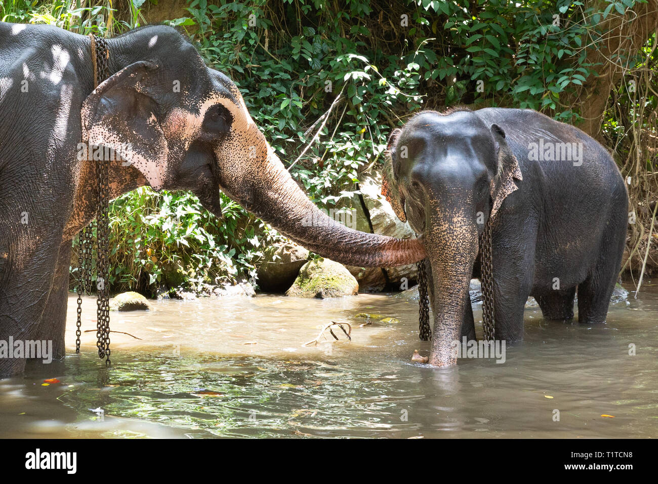 Tourist Asiatico elefanti in cattività, incatenato, abusati per trappola per turisti. I diritti degli animali, animale abuso, turismo responsabile ed etica del concetto. Foto Stock