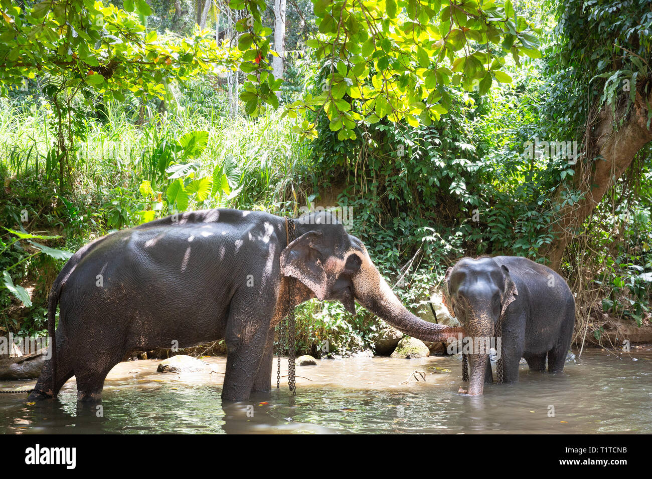 Tourist Asiatico elefanti in cattività, incatenato, abusati per attrarre turisti. I diritti degli animali, animale abuso, turismo responsabile ed etica del concetto. Foto Stock