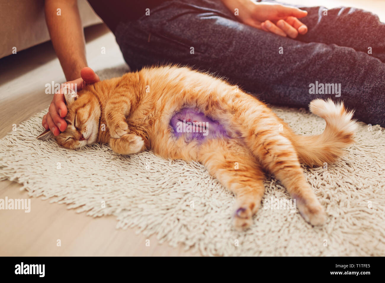 Pelo di gatto dopo la sterilizzazione e anestesia giacente sul piano a casa. Il Pet ha molti punti sulla pancia dopo chirurgia pyometra. Supporto Master cat Foto Stock