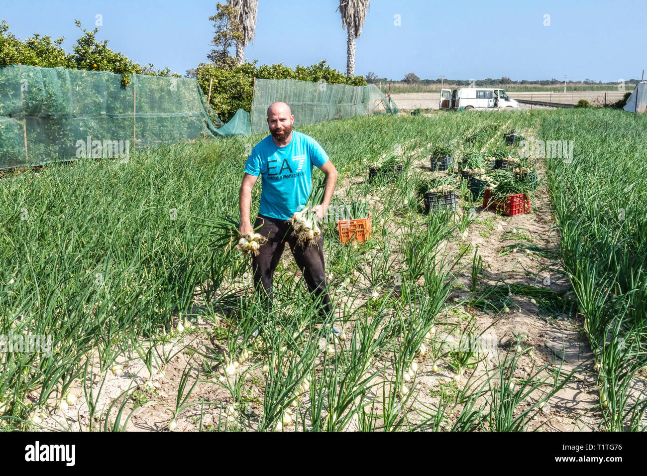 Xavi raccogliendo cipolle nella regione di Albufera, poi vendendola a Valencia, Spagna agricoltura contadina huerta contadino lavoratore Foto Stock