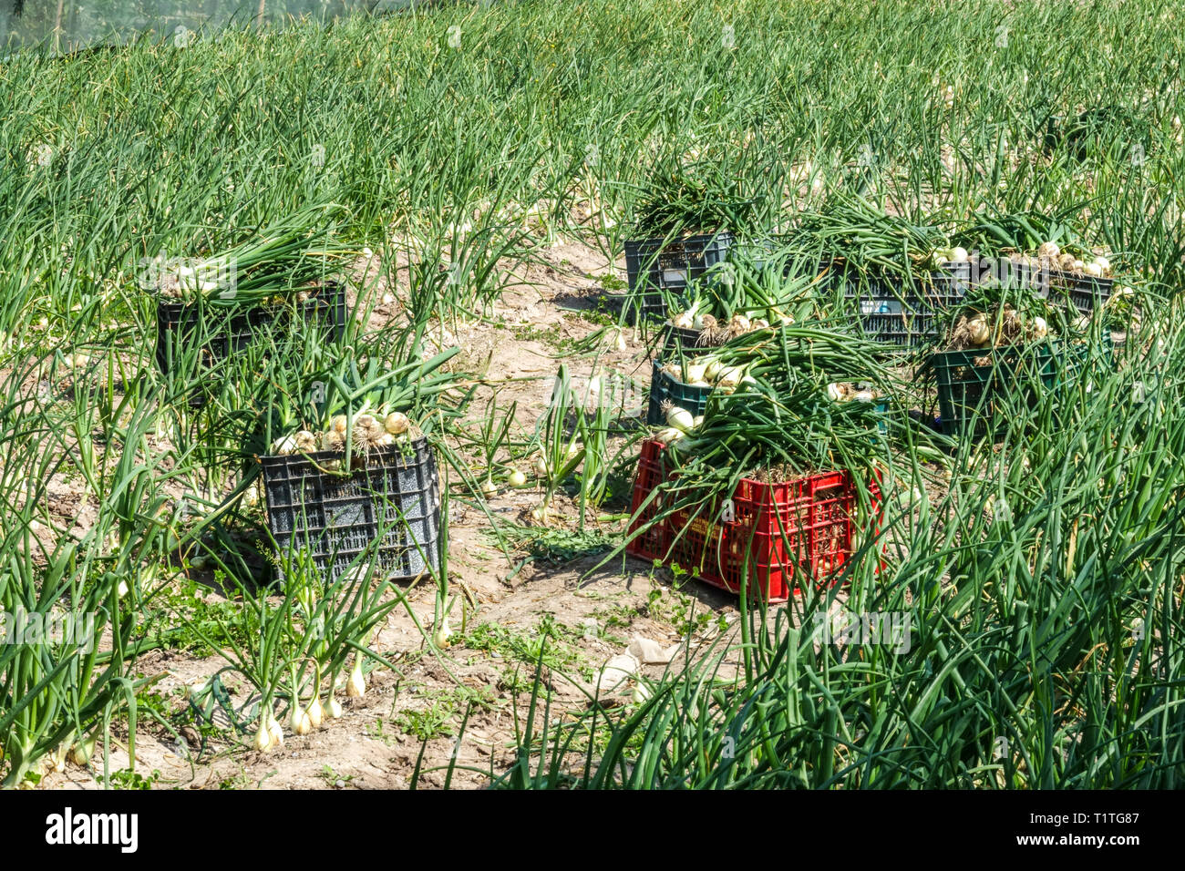 La raccolta di cipolle, Albufera zona vicino a Valencia Spagna Spain Foto Stock
