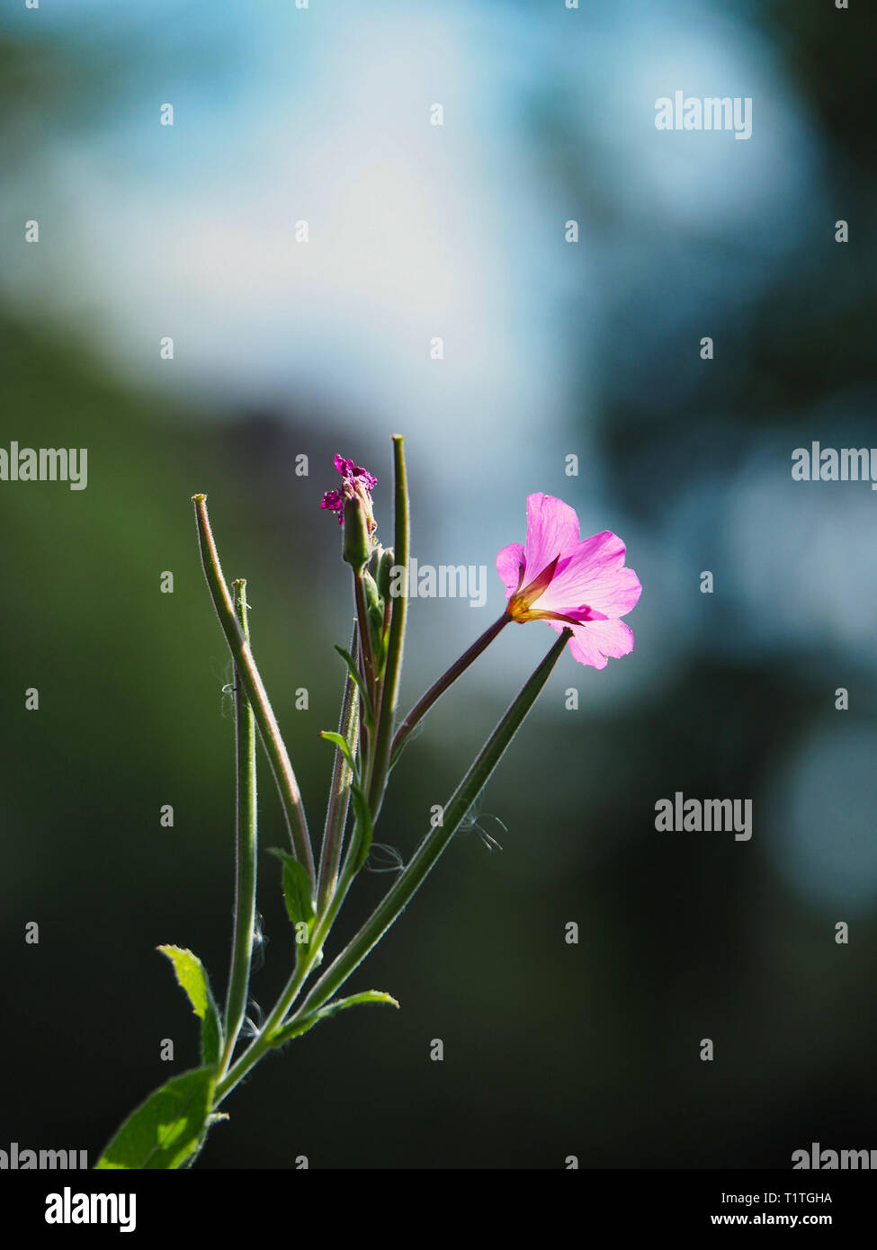 Sticky Lino - Linum viscosum Foto Stock
