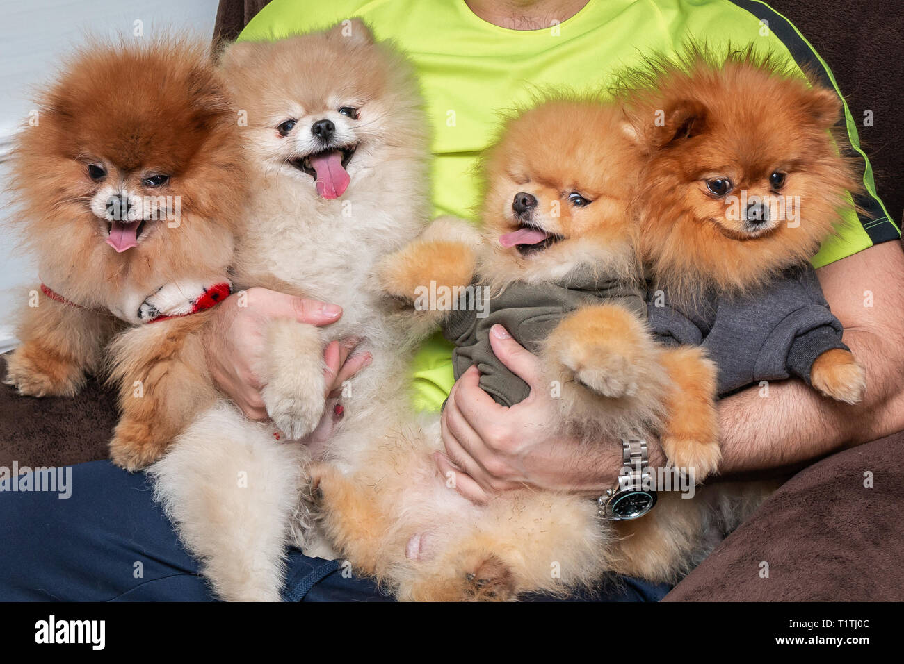 Quattro carino Pomerania cucciolo cani nelle mani di un giovane uomo attraente. Persone e animali domestici concetto. Foto Stock